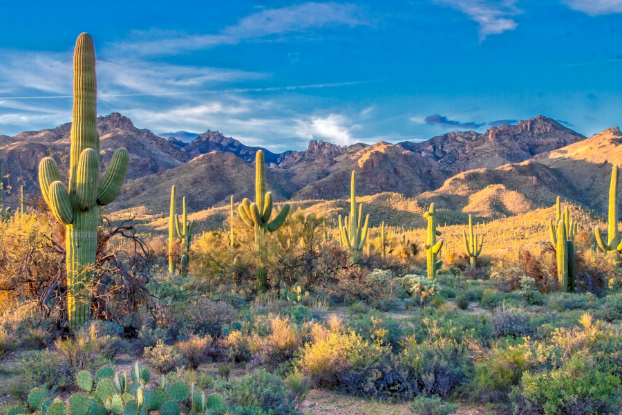 Cacti in the Desert