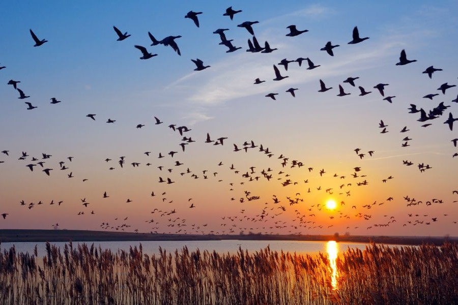 Flock of birds migrating at sunset