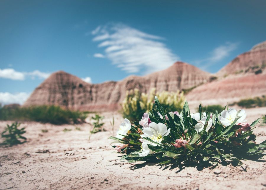 Flowers Blooming in the Desert